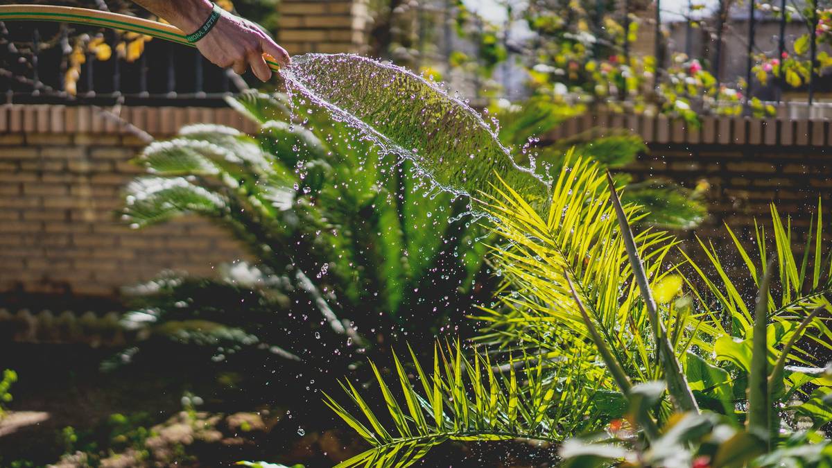 Hand holding an adjustable nozzle spray can watering vegetable garden with fine mist setting